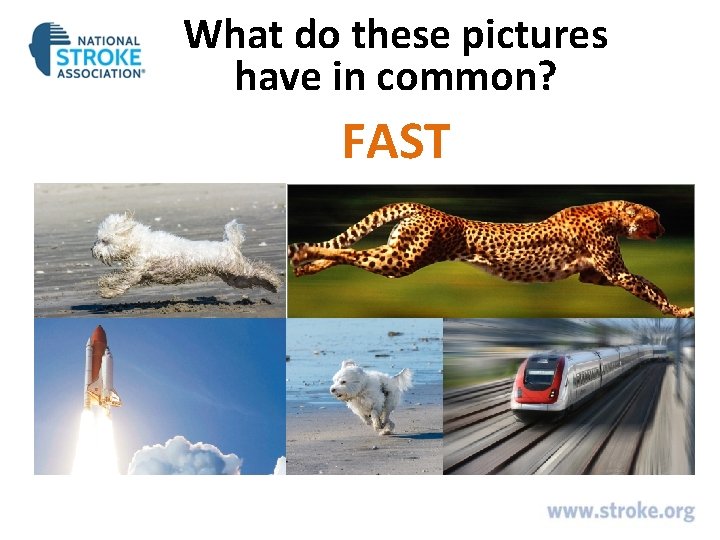 What do these pictures have in common? FAST What do these pictures have in common? FAST