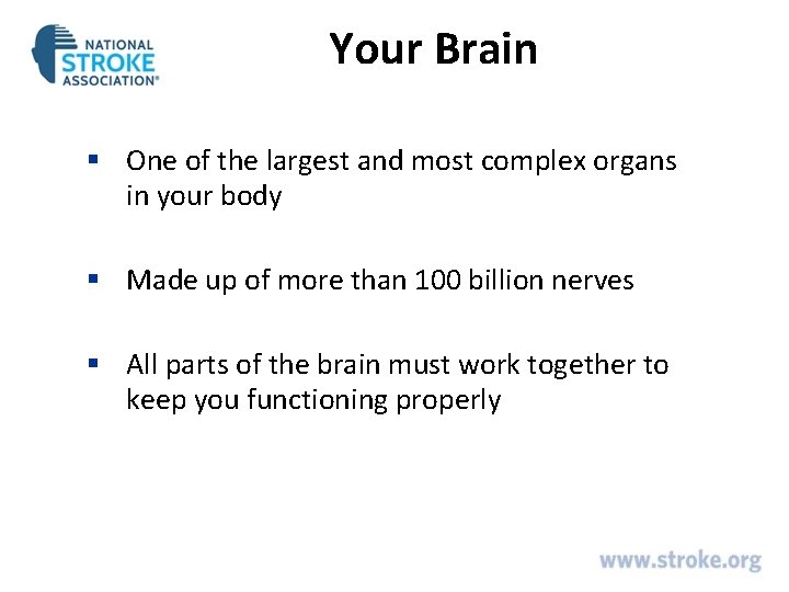 Your Brain § One of the largest and most complex organs in your body Your Brain § One of the largest and most complex organs in your body