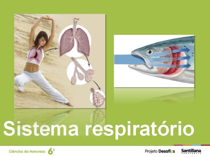 Sistema respiratório 