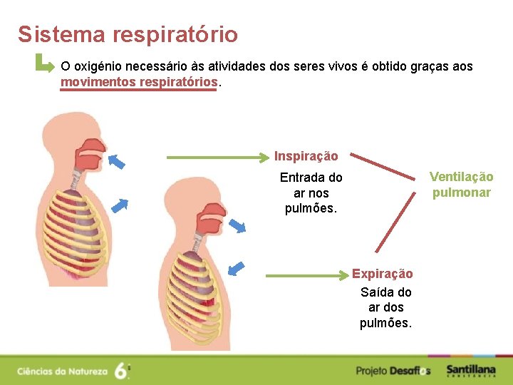 Sistema respiratório O oxigénio necessário às atividades dos seres vivos é obtido graças aos