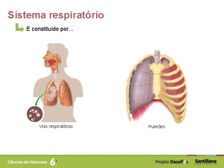 Sistema respiratório É constituído por. . . Vias respiratórias Pulmões 