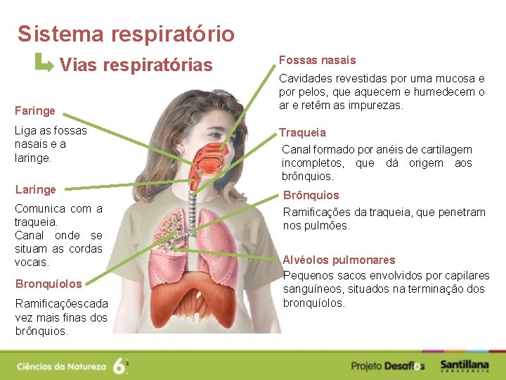 Sistema respiratório Vias respiratórias Faringe Liga as fossas nasais e a laringe. Laringe Comunica