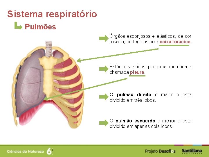 Sistema respiratório Pulmões Órgãos esponjosos e elásticos, de cor rosada, protegidos pela caixa torácica.