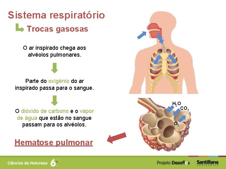 Sistema respiratório Trocas gasosas O ar inspirado chega aos alvéolos pulmonares. Parte do oxigénio