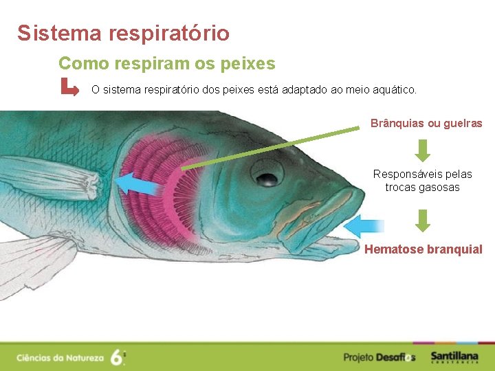 Sistema respiratório Como respiram os peixes O sistema respiratório dos peixes está adaptado ao