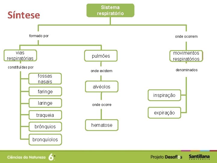 Síntese Sistema respiratório formado por vias respiratórias constituídas por fossas nasais faringe laringe onde