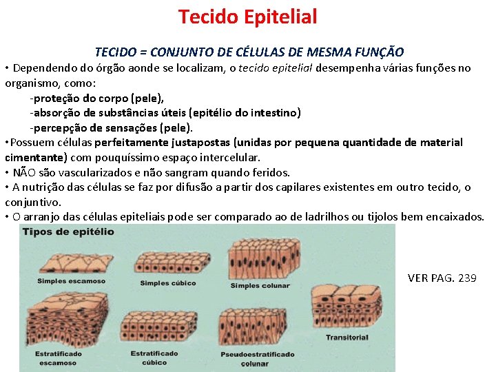 Tecido Epitelial TECIDO = CONJUNTO DE CÉLULAS DE MESMA FUNÇÃO • Dependendo do órgão
