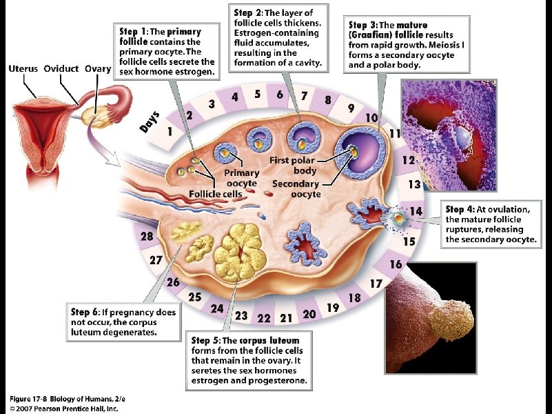 Chapter 17 Female Reproduction The Female Reproductive System