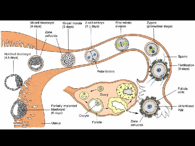 Chapter 17 Female Reproduction The Female Reproductive System