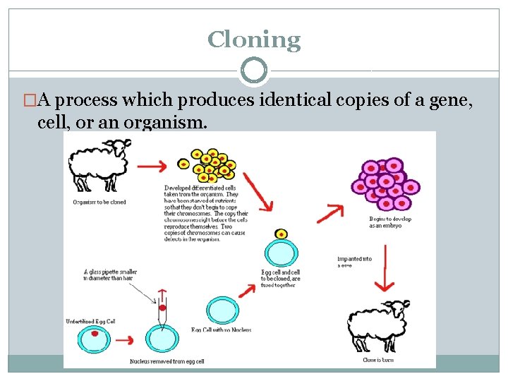 Cloning �A process which produces identical copies of a gene, cell, or an organism.