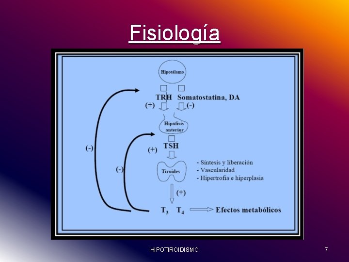 Fisiología HIPOTIROIDISMO 7 