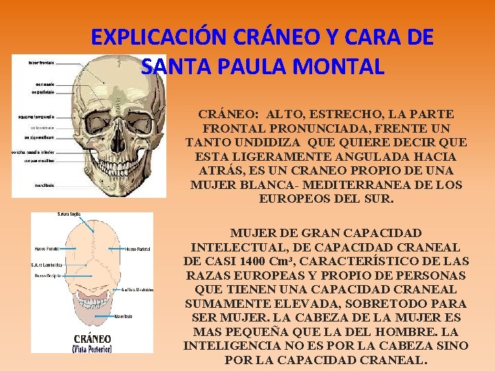 EXPLICACIÓN CRÁNEO Y CARA DE SANTA PAULA MONTAL CRÁNEO: ALTO, ESTRECHO, LA PARTE FRONTAL
