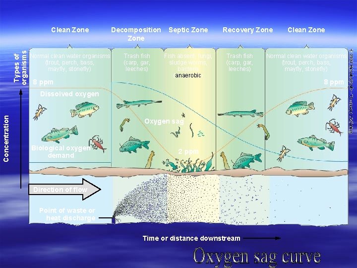 Types of organisms Clean Zone Decomposition Zone Septic Zone Normal clean water organisms (trout,