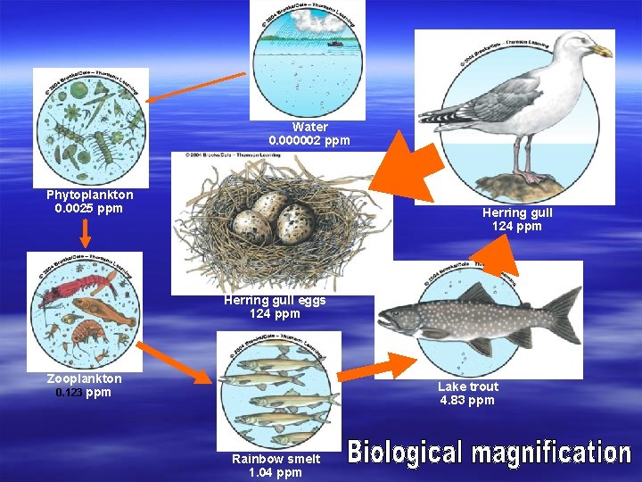 Water 0. 000002 ppm Phytoplankton 0. 0025 ppm Herring gull 124 ppm Herring gull
