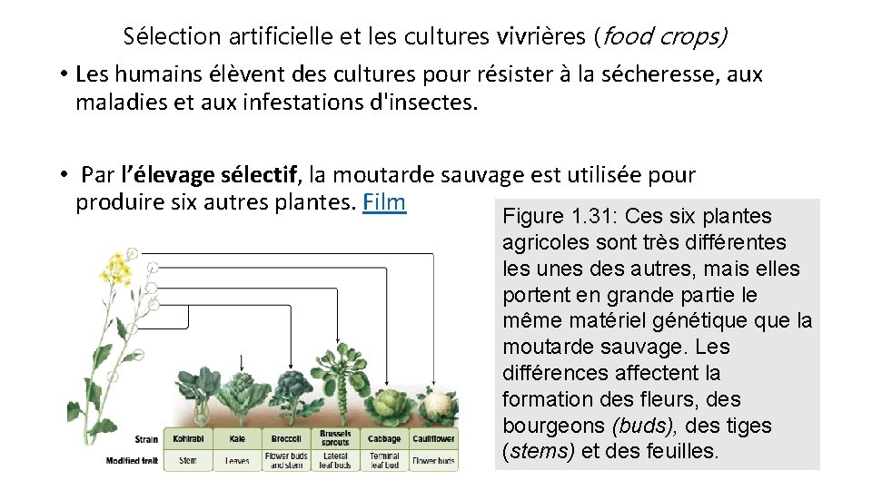 Sélection artificielle et les cultures vivrières (food crops) • Les humains élèvent des cultures