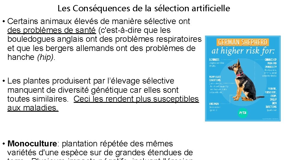 Les Conséquences de la sélection artificielle • Certains animaux élevés de manière sélective ont