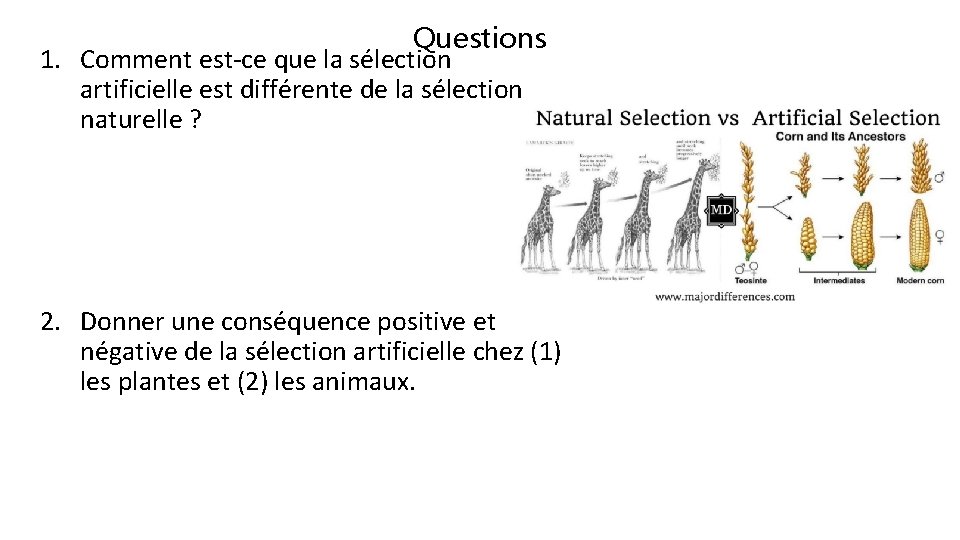 Questions 1. Comment est-ce que la sélection artificielle est différente de la sélection naturelle