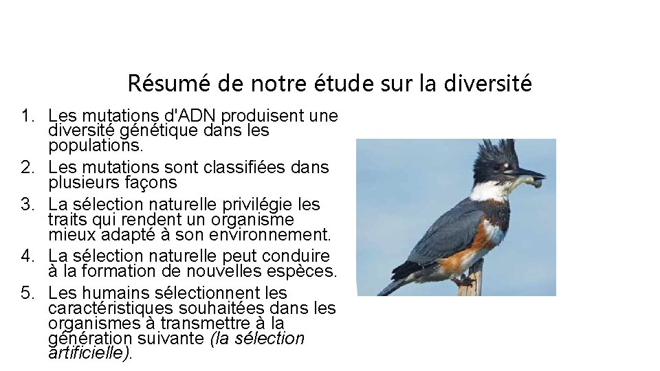 Résumé de notre étude sur la diversité 1. Les mutations d'ADN produisent une diversité