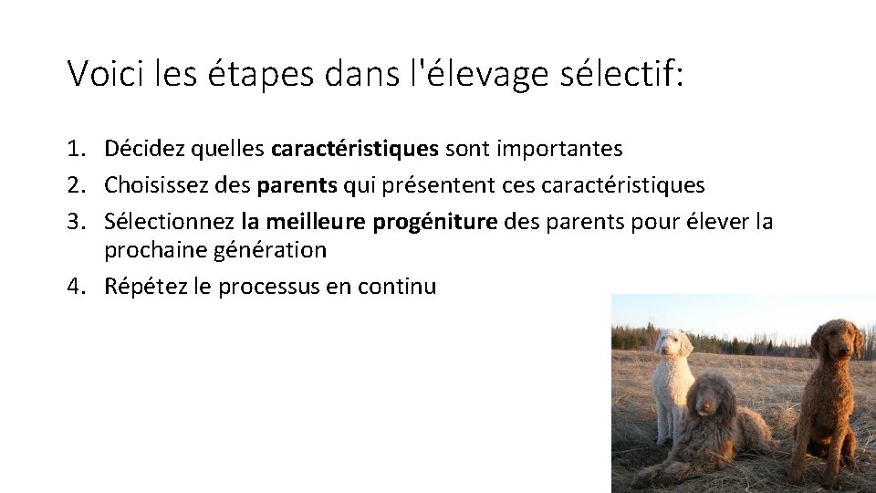 Voici les étapes dans l'élevage sélectif: 1. Décidez quelles caractéristiques sont importantes 2. Choisissez