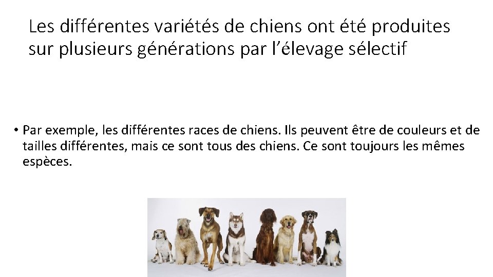Les différentes variétés de chiens ont été produites sur plusieurs générations par l’élevage sélectif