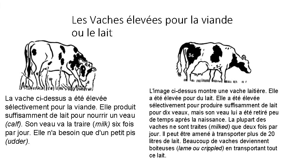 Les Vaches élevées pour la viande ou le lait La vache ci-dessus a été