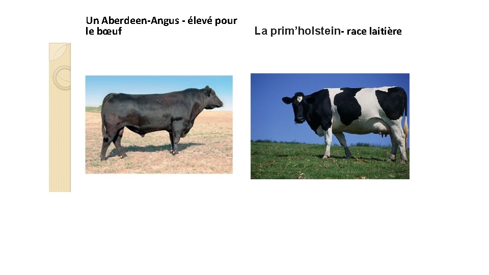 Un Aberdeen-Angus - élevé pour le bœuf La prim’holstein- race laitière 