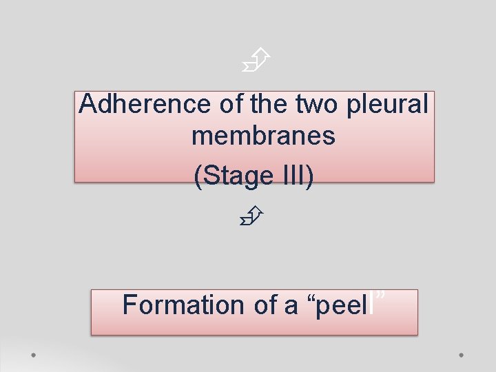  Adherence of the two pleural membranes (Stage III) Formation of a “peell” 