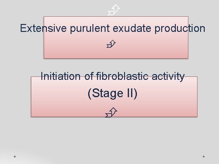  Extensive purulent exudate production Initiation of fibroblastic activity (Stage II) 