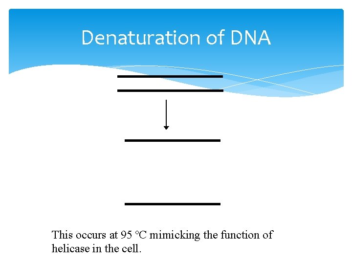Denaturation of DNA This occurs at 95 ºC mimicking the function of helicase in