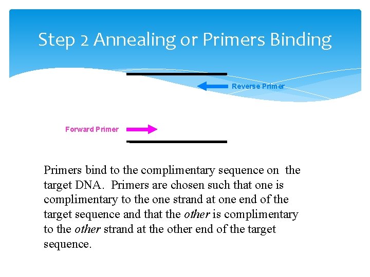 Step 2 Annealing or Primers Binding Reverse Primer Forward Primers bind to the complimentary