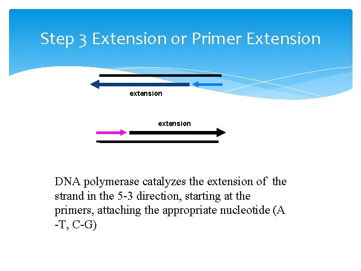 Step 3 Extension or Primer Extension extension DNA polymerase catalyzes the extension of the