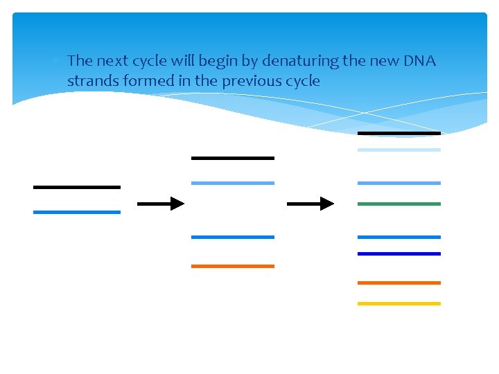  The next cycle will begin by denaturing the new DNA strands formed in