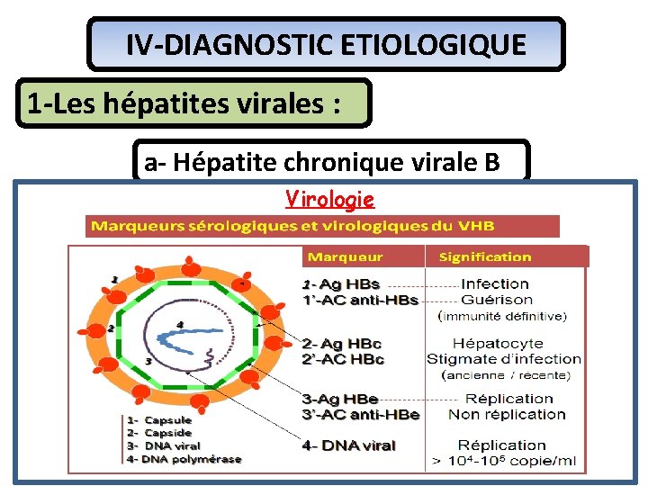 IV-DIAGNOSTIC ETIOLOGIQUE 1 -Les hépatites virales : a- Hépatite chronique virale B Virologie 