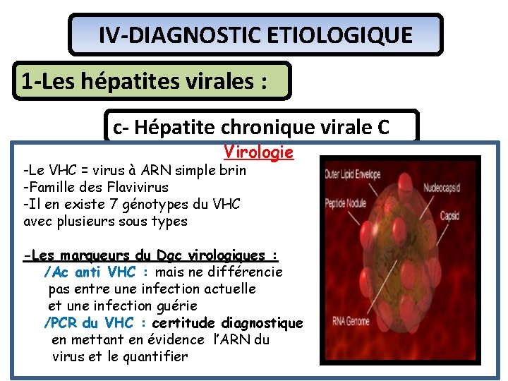 IV-DIAGNOSTIC ETIOLOGIQUE 1 -Les hépatites virales : c- Hépatite chronique virale C Virologie -Le
