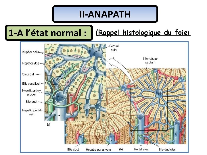 II-ANAPATH 1 -A l’état normal : (Rappel histologique du foie) 