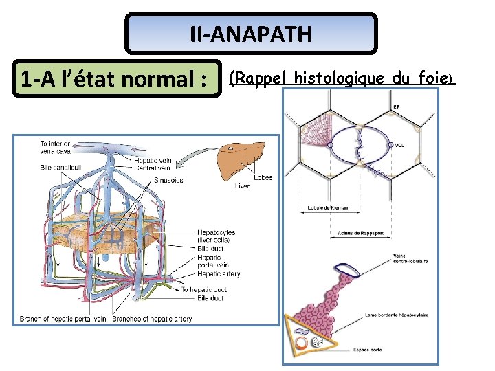 II-ANAPATH 1 -A l’état normal : (Rappel histologique du foie) 