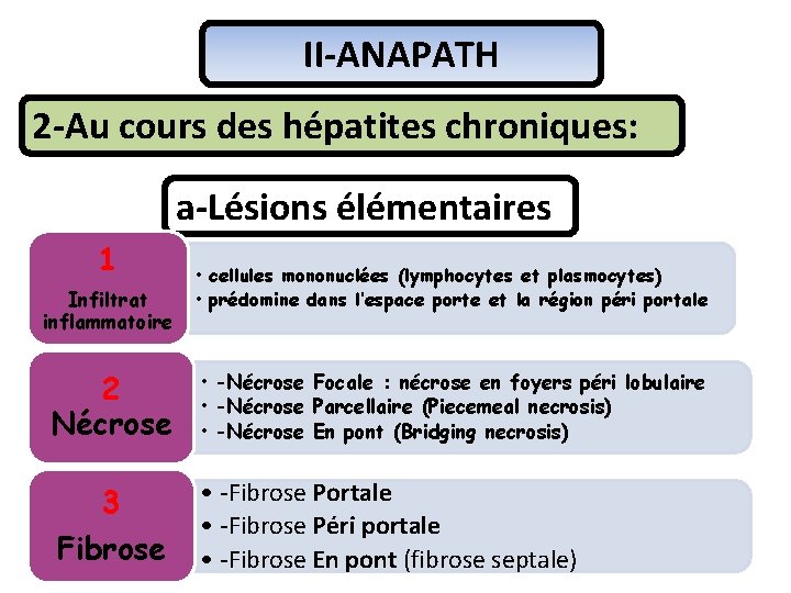 II-ANAPATH 2 -Au cours des hépatites chroniques: a-Lésions élémentaires 1 Infiltrat inflammatoire 2 Nécrose