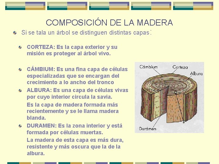 COMPOSICIÓN DE LA MADERA Si se tala un árbol se distinguen distintas capas: CORTEZA: COMPOSICIÓN DE LA MADERA Si se tala un árbol se distinguen distintas capas: CORTEZA: