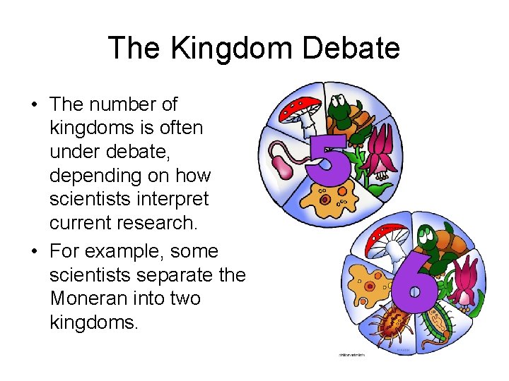 The Kingdom Debate • The number of kingdoms is often under debate, depending on
