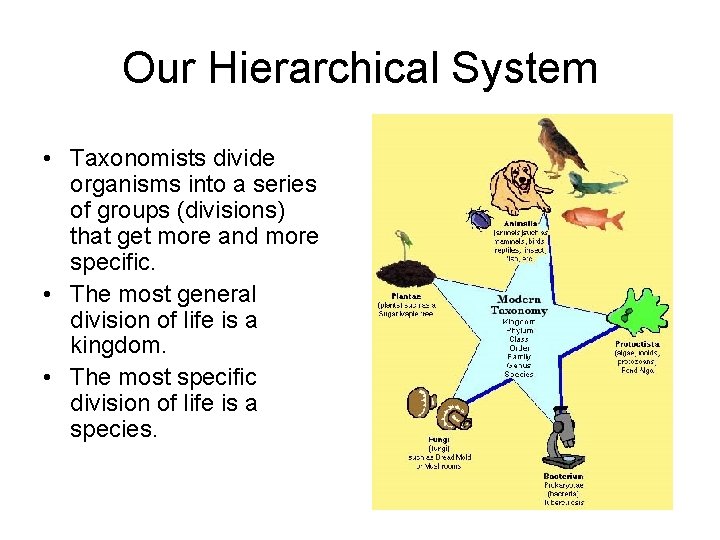 Our Hierarchical System • Taxonomists divide organisms into a series of groups (divisions) that