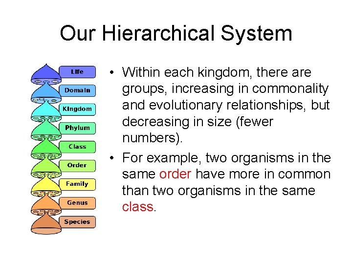 Our Hierarchical System • Within each kingdom, there are groups, increasing in commonality and
