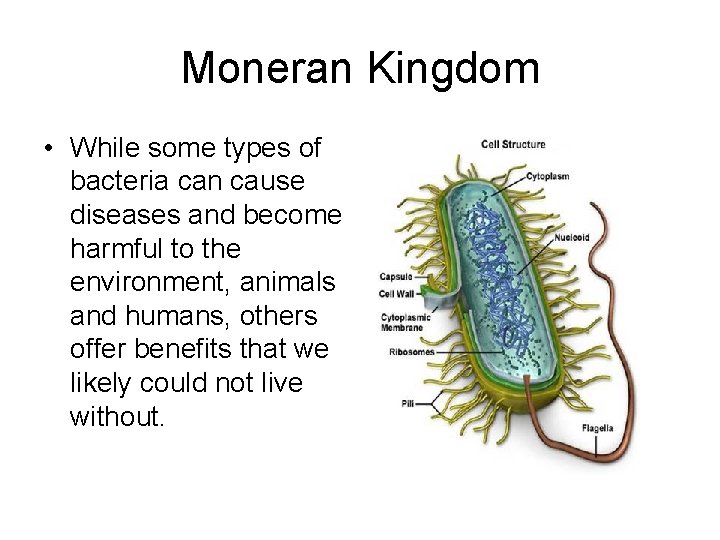 Moneran Kingdom • While some types of bacteria can cause diseases and become harmful
