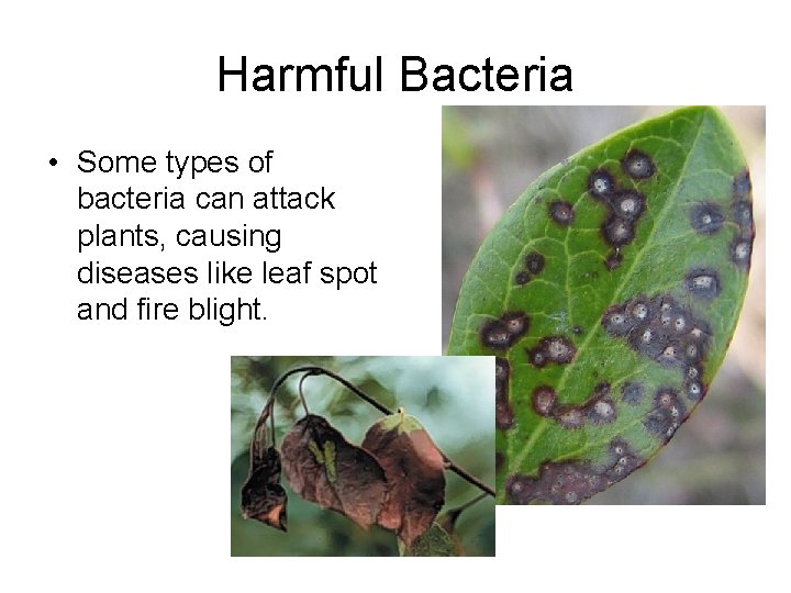 Harmful Bacteria • Some types of bacteria can attack plants, causing diseases like leaf
