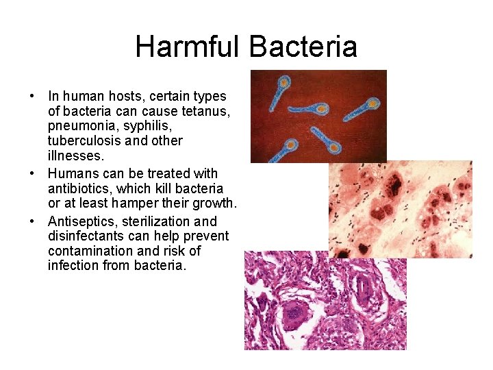 Harmful Bacteria • In human hosts, certain types of bacteria can cause tetanus, pneumonia,