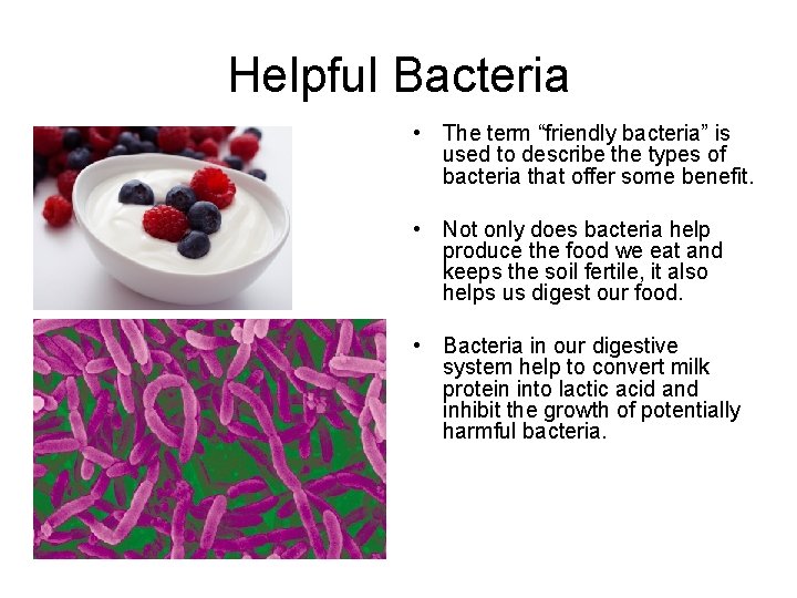 Helpful Bacteria • The term “friendly bacteria” is used to describe the types of