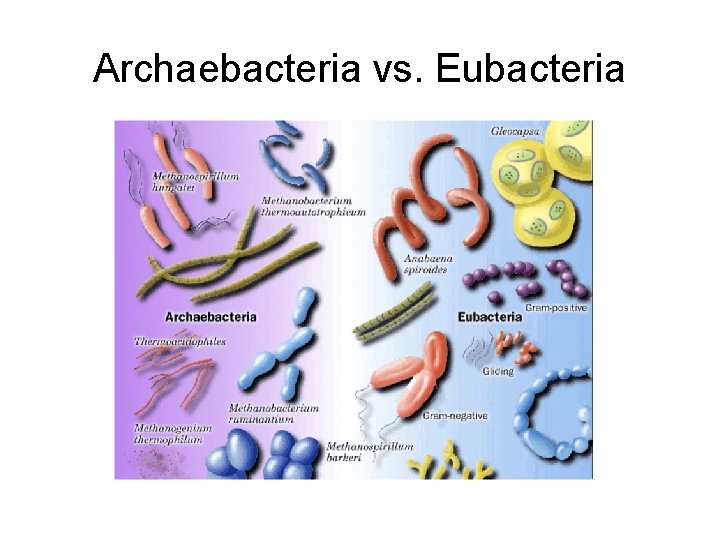 Archaebacteria vs. Eubacteria 