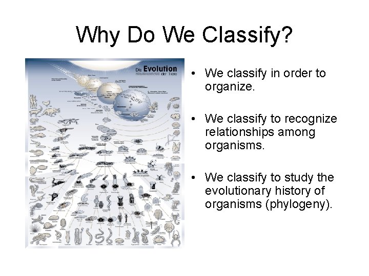 Why Do We Classify? • We classify in order to organize. • We classify