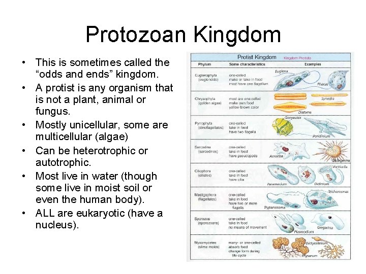 Protozoan Kingdom • This is sometimes called the “odds and ends” kingdom. • A