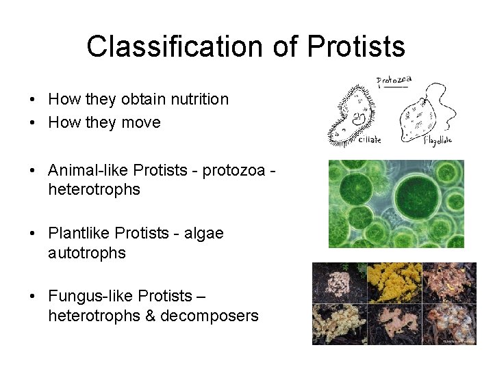 Classification of Protists • How they obtain nutrition • How they move • Animal-like