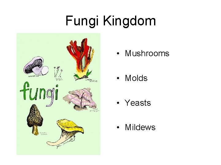 Fungi Kingdom • Mushrooms • Molds • Yeasts • Mildews 